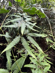 Gleichenella