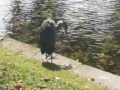 Ardea cinerea