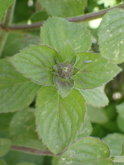 Mentha aquatica