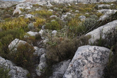 Pseudopentameris macrantha