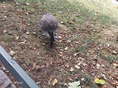 Branta canadensis