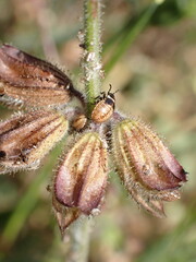 Platyplax inermis