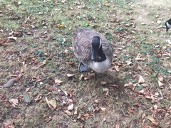 Branta canadensis