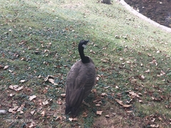 Branta canadensis
