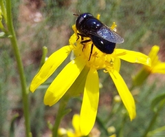 Copestylum comstocki