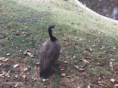 Branta canadensis