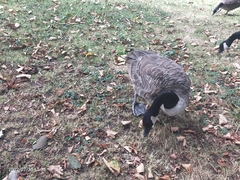 Branta canadensis