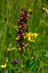 Anacamptis coriophora