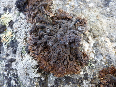 Hypogymnia austerodes