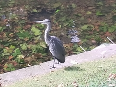 Ardea cinerea cinerea