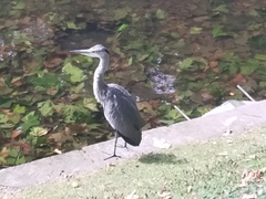 Ardea cinerea cinerea