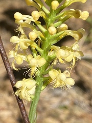 Platanthera pallida