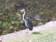 Ardea cinerea cinerea