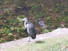 Ardea cinerea cinerea