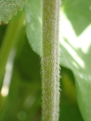Mentha aquatica