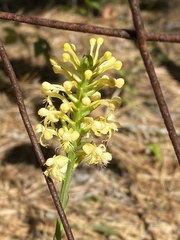 Platanthera pallida