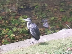 Ardea cinerea cinerea
