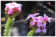 Sonderothamnus speciosus