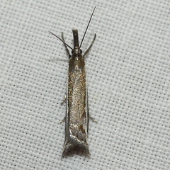 Raphiptera argillaceellus