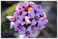 Sonderothamnus speciosus