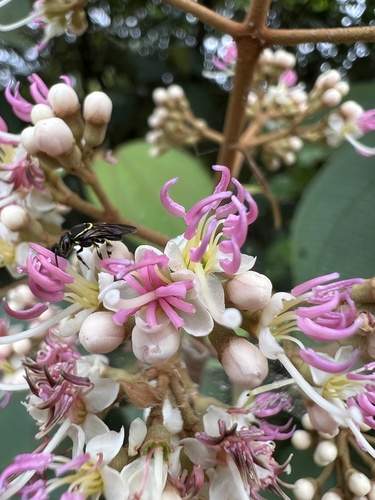 Miconia caudata, photograph 6