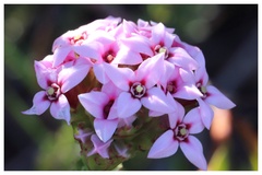 Sonderothamnus speciosus