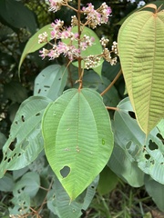 Miconia caudata