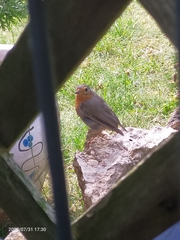 Erithacus rubecula