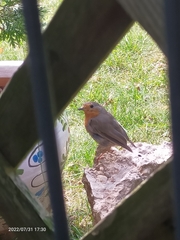 Erithacus rubecula
