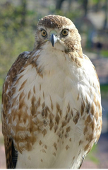 Buteo jamaicensis