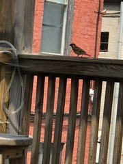 Passer domesticus