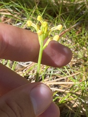 Platanthera pallida