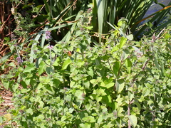 Mentha aquatica