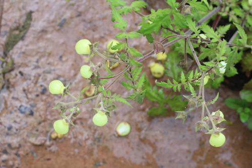 Image of Calceolaria chelidonioides by (c) Romi Galeota Lencina, some rights reserved (CC BY)