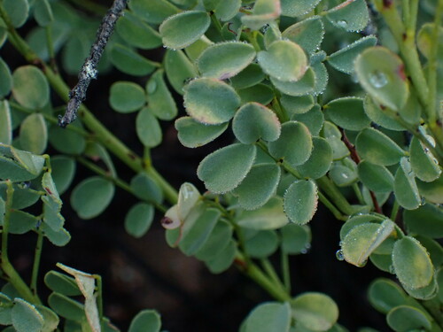 Image of Indigofera langebergensis by (c) Ren Hoekstra, some rights reserved (CC BY)