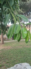 Ficus elastica