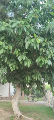 Ficus elastica