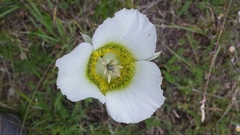 Calochortus gunnisonii