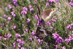 Hipparchia alcyone