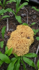 Ramaria largentii