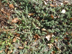 Petrosedum orientale