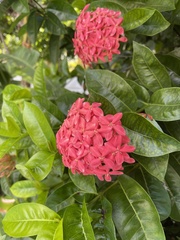 Ixora