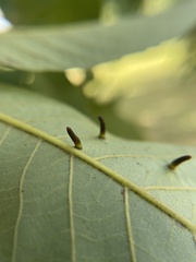 Caryomyia subulata