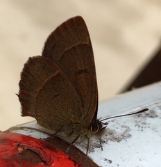 Esakiozephyrus bieti