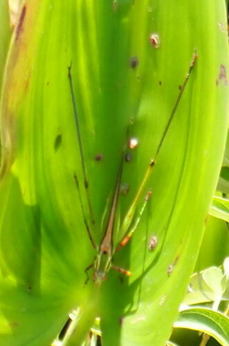 guinea-cypress katydid