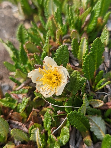 Hooker's eight-petal mountain-avens (Dryas hookeriana)