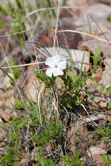 Mandevilla brachysiphon