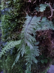 Hymenophyllum pectinatum
