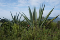 Agave mapisaga