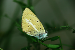 Polyommatus ripartii